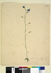 Page 217. Lobelia gracilis