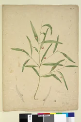 Page 225. The branch of a species of Eucalyptus bearing galls