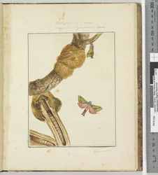 Page 23 Plate 6 Xylopsyche Lewinni Hepialus Ligniveren Lewin, 1803-04