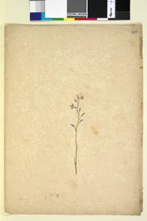 Page 250. Unidentified plant
