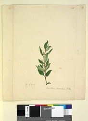 Page 251. Marsdenia suaveolens
