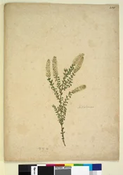 Page 255. Melaleuca