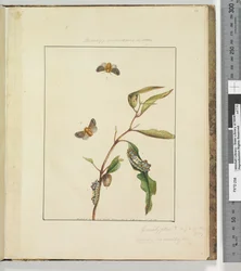Page 35. Plate 9 Bombyx Vulnerans Lewin, 1803-04