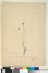 Wahlenbergia gracilis