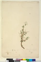 Page 42. Bursaria spinosa