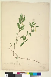 Page 43. Billardiera scandens