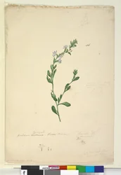 Page 46. Goodenia laevigata