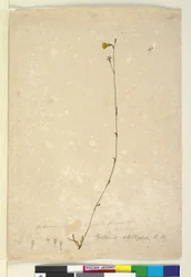 Page 47. Goodenia Stelligera