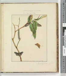 Page 47. Plate 12 Clisiocampa Lewinae Bombyx Lewinae, 1803-04