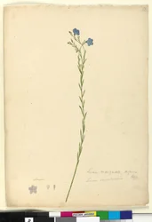 Page 52. Linum marginale