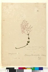 Page 69. Gonocarpus teucrioides
