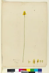 Xyris operculata