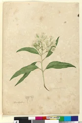 Page 84. Eucalyptus paniculata