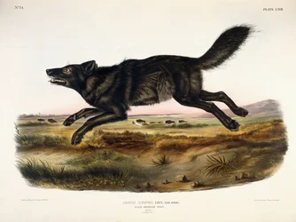 Black American Wolf, Male, 1845