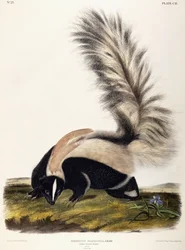 Large-tailed Skunk, 1846
