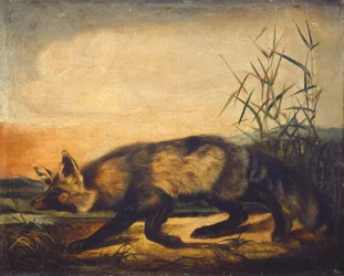 Long-Tailed Red Fox, 1848-1854.