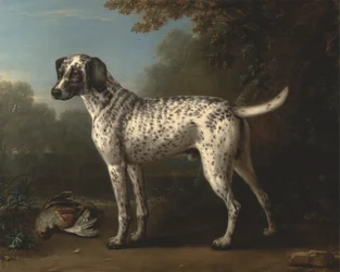 A Grey Spotted Hound
