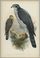 Astur Palumbarius - Goshawk, drawn by J. Wolf, engraved by H. C. Richter