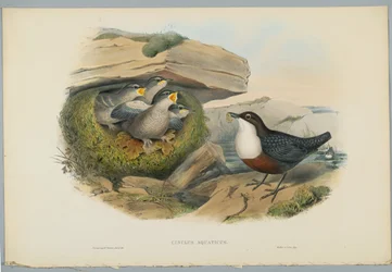 Cinclus Aquaticus - Water Ousel or Dipper, engraved by H. C. Richter