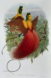 Uranornis Rubra