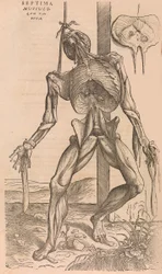 Of the Structure of the Human Body