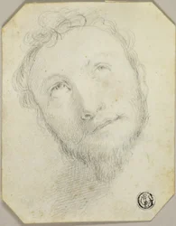 Head of Bearded Man Looking Upwards