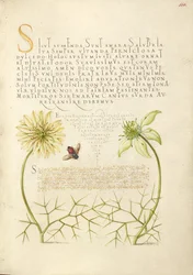 Black Cumins and Insect