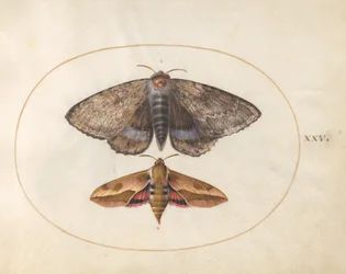 Blue Underwing Moth and Spurge Hawk Moth (plate 25 from Ignis)