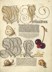 Butterfly, Sweet Cherry, and Land Snails
