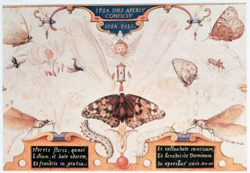 Diptych with flowers and insects