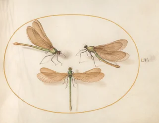 Dragonfly, c.1575-80