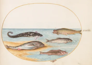 Fish, c.1575-80
