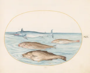 Fish, c.1575-80