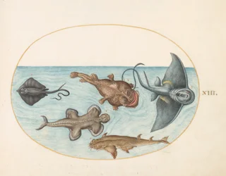 Fish, c.1575-80