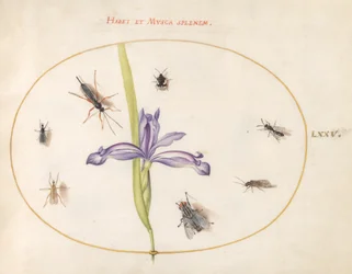 Insects, c.1575-80
