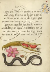 Kidney Bean, Poppy Anemone, and Adder