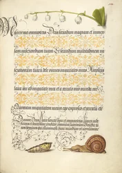 Lily-of-the-Valley, Pupa, and Land Snail