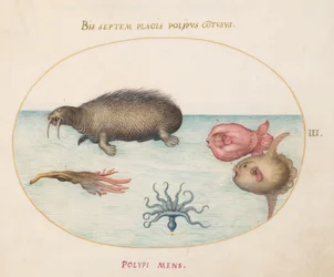 Marine Creatures, c.1575-80