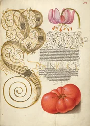 Martagon Lily and Tomato