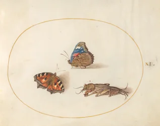 Plate 11: Small Tortoiseshell and Red Admiral Butterflies with a Mole Cricket