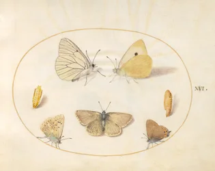 Plate 16: Black-Veined White, Clouded Yellow, Black Hairstreak(?) and Geranium Argus(?) Butterflies with Two Chrysalides