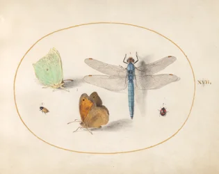 Brimstone and Meadow Brown(?) Butterflies, a Dragonfly, and Two Small Insects (Plate 17)