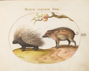 Plate 17: Crested Porcupine and Wild Pig