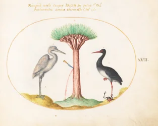 Plate 17: White Heron(?) and Black Stork Killing a Snake with a Dragon