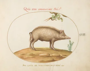 Plate 18: A Pig with Acorns
