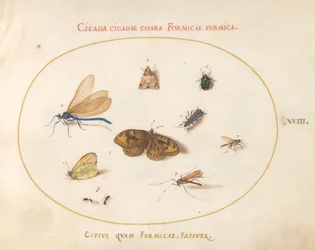 Two Butterflies and a Moth with a Dragonfly, Two Ants, and Four Other Insects