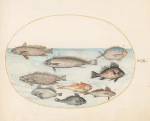 Plate 19: A Damselfish and Other Fish, Including Two 