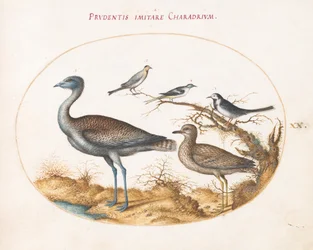 Plate 20: A Plover with Four Other Birds