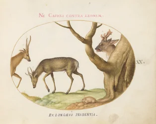 Plate 20: Three Types of Stags with a Dormouse