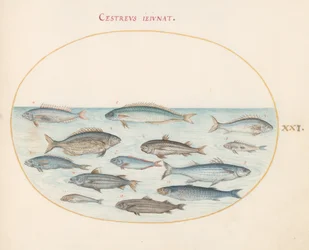 Plate 21: Cod and Other Fish